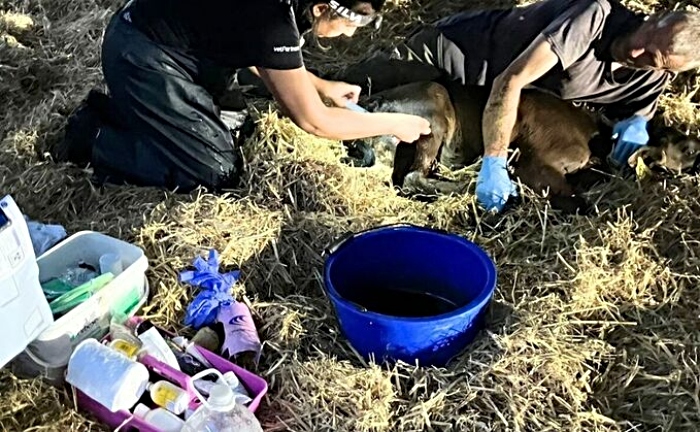 calves attacked at Nantwich farm