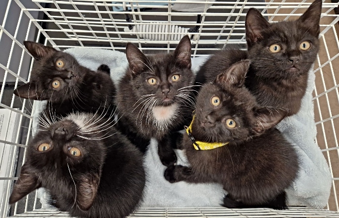 cattery story - kittens found in Wistaston