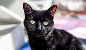 Black cats in Halloween season as cattery seeks new owners