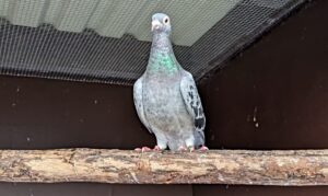 pigeon stapeley grange