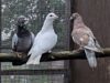 RSPCA Stapeley Grange plea for new pigeon owners