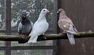 RSPCA Stapeley Grange plea for new pigeon owners