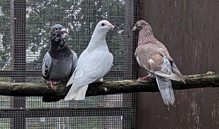 pigeons RSPCA