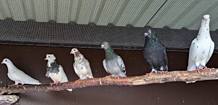 pigeons adopt stapeley