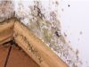 Most common causes of mould in UK homes