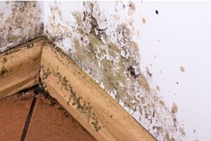 Most common causes of mould in UK homes