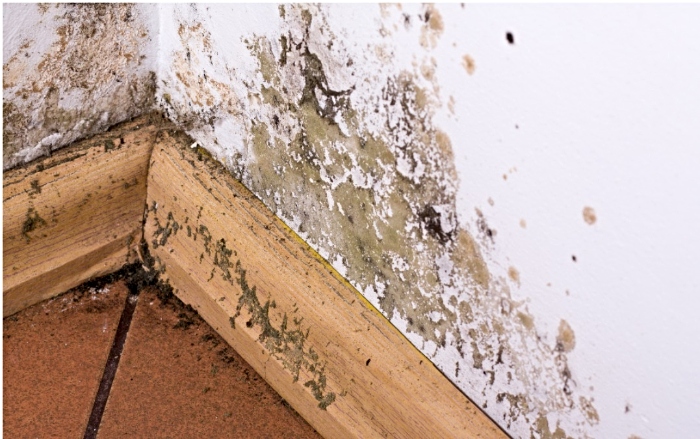 Damp and mould - poor housing complaints