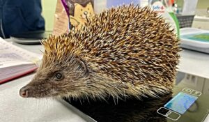 RSPCA Stapeley Grange running out of space for hedgehogs