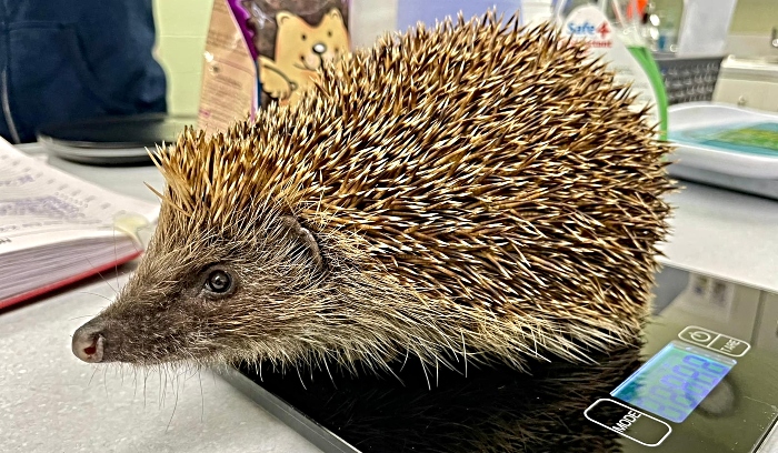 hedgehogs - RSPCA Stapeley Grange Wildlife centre hedgehog 1