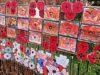 Shavington unveils its Community Remembrance Garden