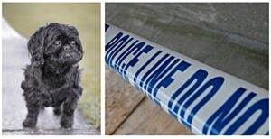 Appeal after car failed to stop after killing dog and injuring owner