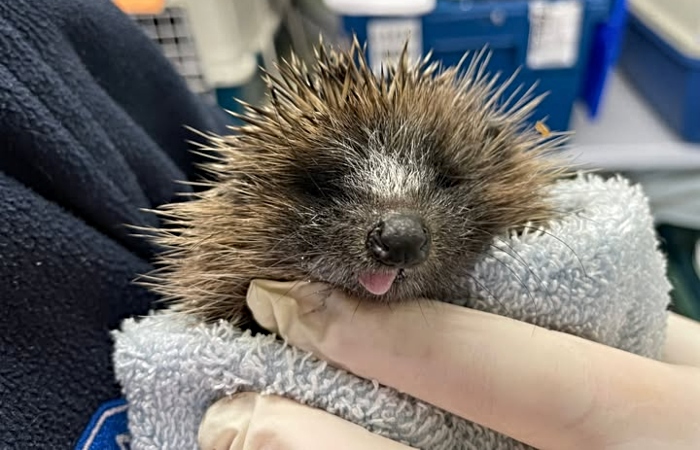 hedgehog RSPCA Stapeley