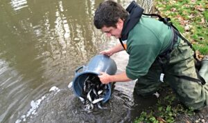 River Weaver in Nantwich to be re-stocked after pollution incidents