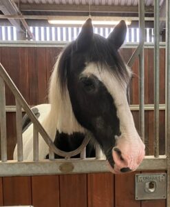 Patrick in his stable