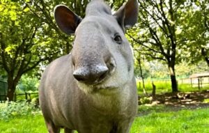 Reaseheath Zoo mourns death of beloved Tapir Timmy