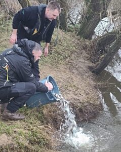 fish re-stocking takes place in River Weaver in Nantwich