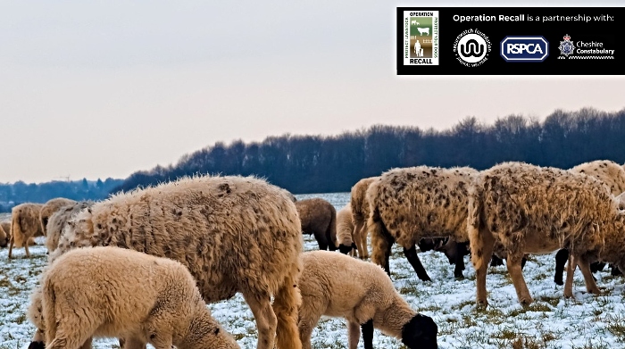 operation recall - sheep killed by dog in field attack in nantwich