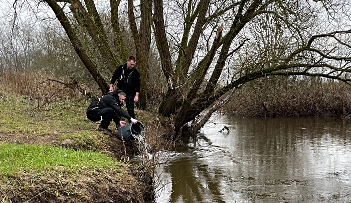 fish re-stocking river weaver