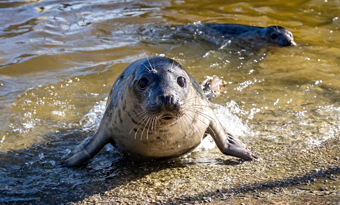 seals RSPCA Stapeley Grange (1)