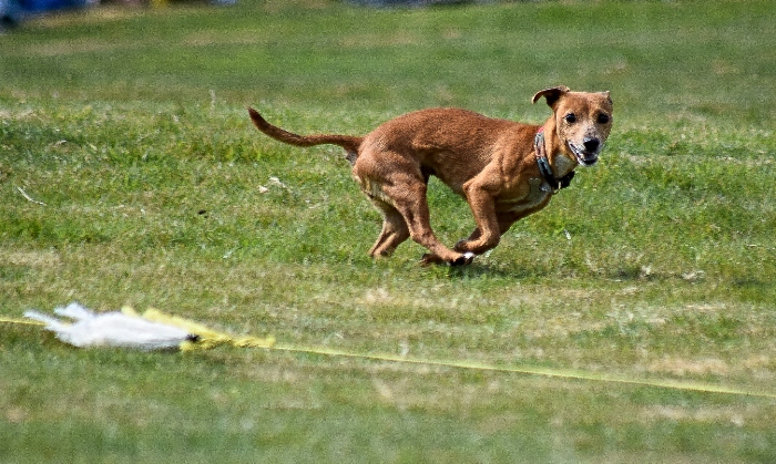 A dog eyes its target in the Little Nippers terrier racing (2) (1)
