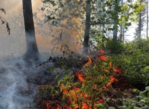 Fire crews tackle large fire at Delamere Forest
