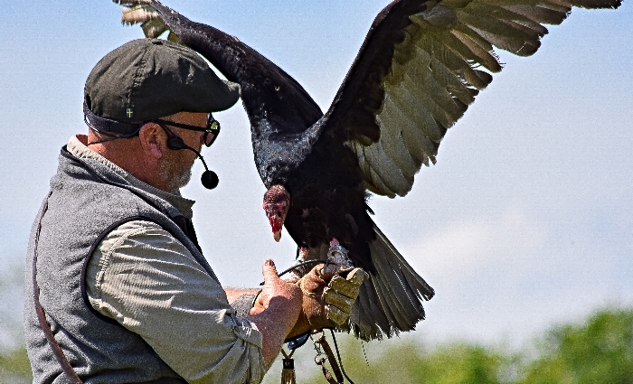 Phil from Ridgeside Falconry with Gobble the Turkey Vulture during a demonstration (1)
