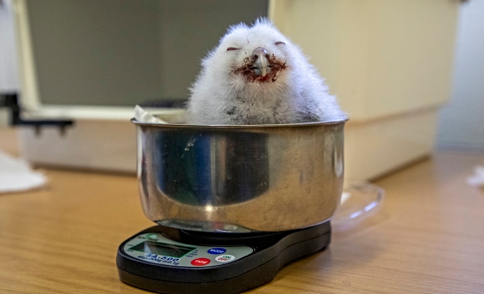 RSPCA baby animal pic