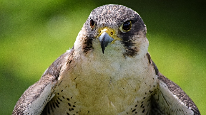 Ridgeside Falconry - Bodie the Peregrine-Saker (1)