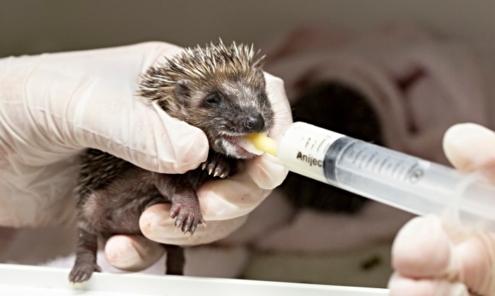 baby animals handed in to RSPCA stapeley grange