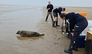 Seal pups returned to wild after treatment at RSPCA Stapeley