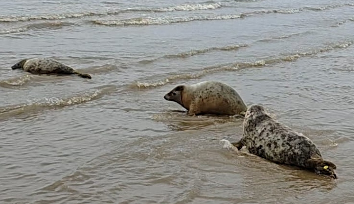 seal pups released by RSPCA Stapeley 3