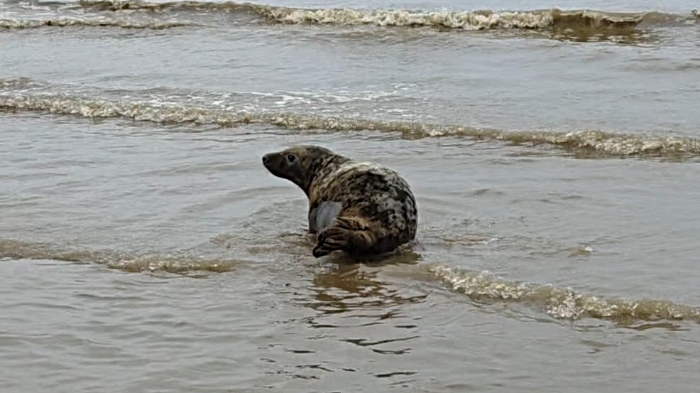 seal pups released by RSPCA Stapeley 4