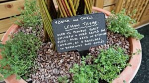 sensory plants in dementia garden