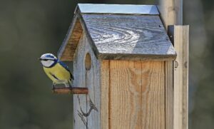 Lucky families line up for bird box making in Nantwich