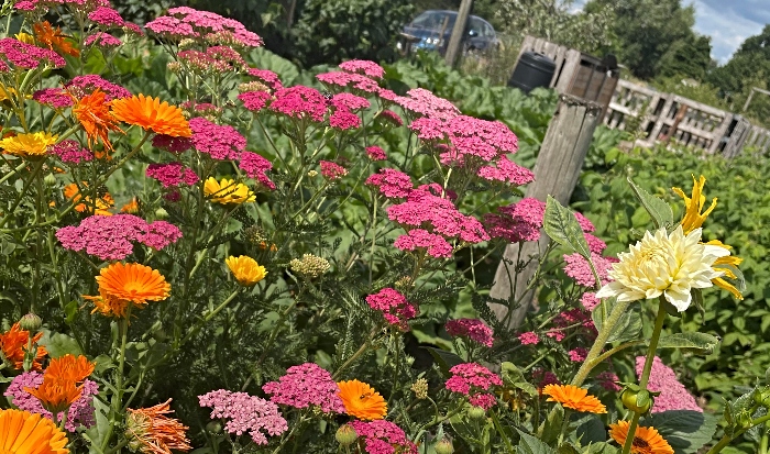 community health garden 1