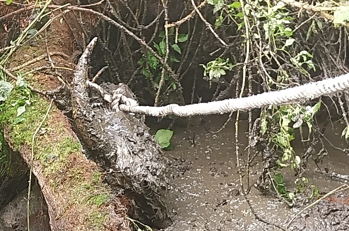 cow in mud