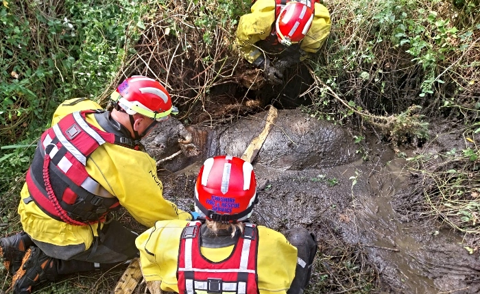 cow rescue effort