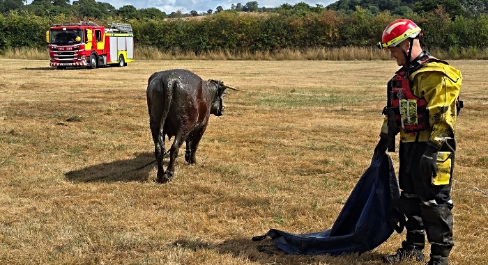 cow rescued from mud