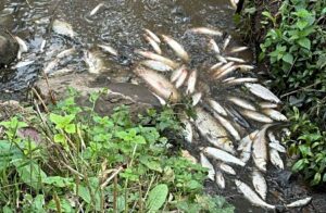 Environment Agency continue probe into River Weaver pollution in Nantwich