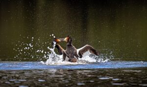 Cheshire Wildlife Trust launches annual photography contest