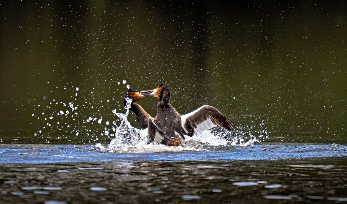 cheshire wildlife trust calendar winning photo