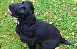 Peppa is Cheshire Police’s newest canine crime fighter