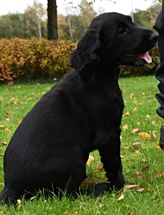 Peppa in training - Cheshire Police
