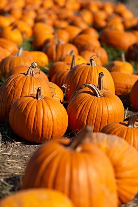 pumpkin trail in Nantwich
