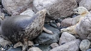 Seal pup rescued by RSPCA in Nantwich thriving with offspring