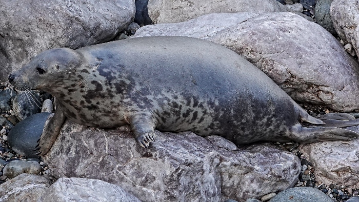 Kale Amethyst - seal pup story