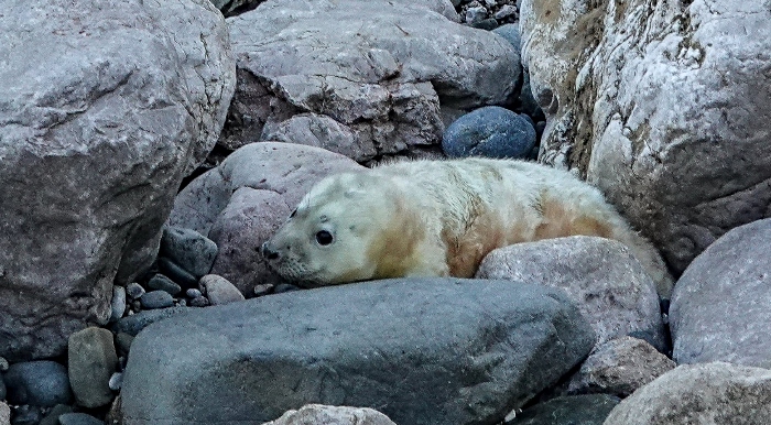 Kale - seal pup released
