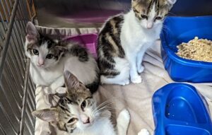 RSPCA warns of rise in animals being abandoned across Cheshire