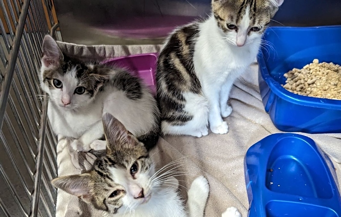 cats abandoned - RSPCA appeal winter