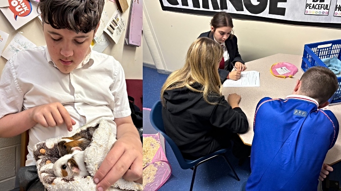 guinea pigs at Malbank